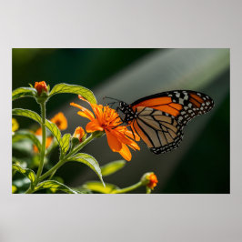 Póster Mariposa monarca