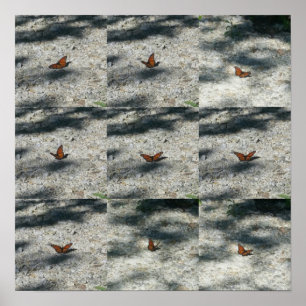 Póster mariposa monarca