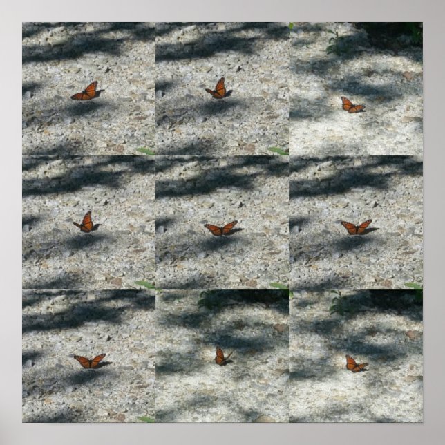 Póster mariposa monarca (Frente)