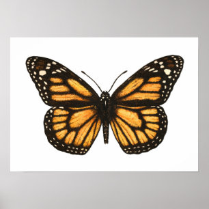 Póster Mariposa monarca
