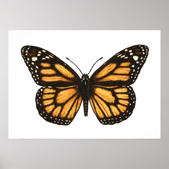 Póster Mariposa monarca (Frente)