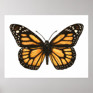 Póster Mariposa monarca