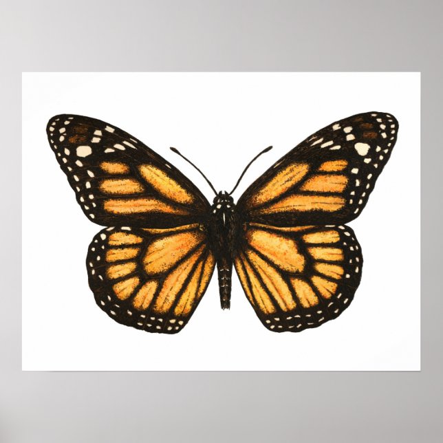 Póster Mariposa monarca (Frente)