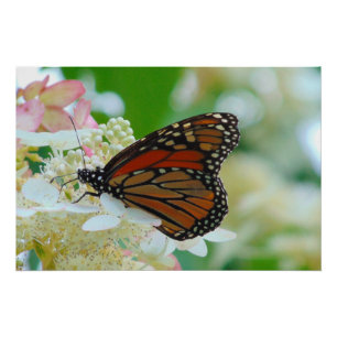 Póster Mariposa monarca