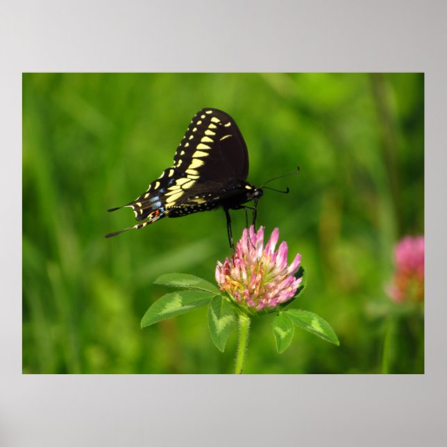 Póster Mariposa monarca (Frente)