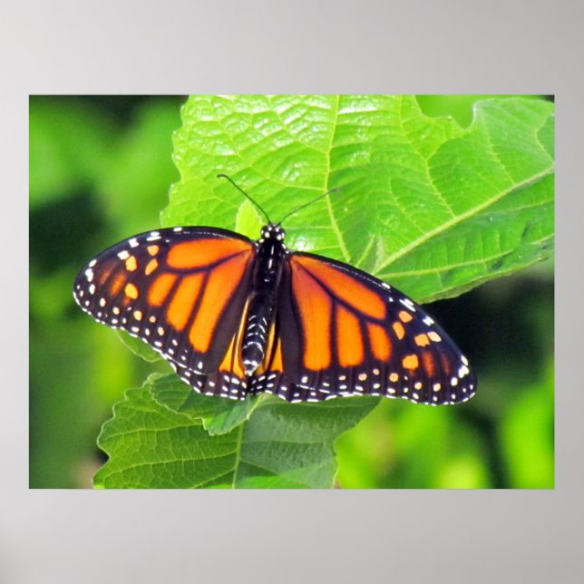 Póster Mariposa monarca (Frente)