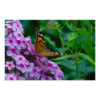 Póster Mariposa monarca