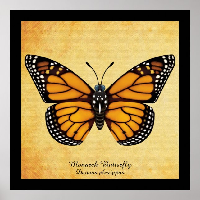 Póster Mariposa monarca (Frente)