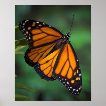 Mariposa monarca
