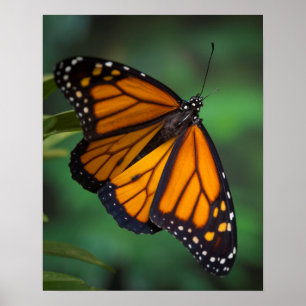 Póster Mariposa monarca