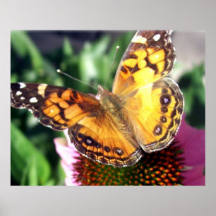 Póster Mariposa monarca