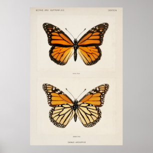 Póster Mariposa monarca