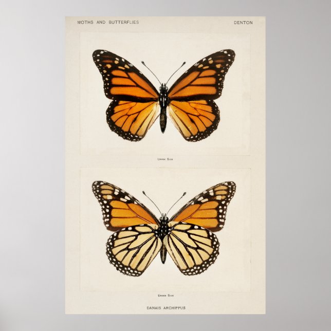 Póster Mariposa monarca (Frente)