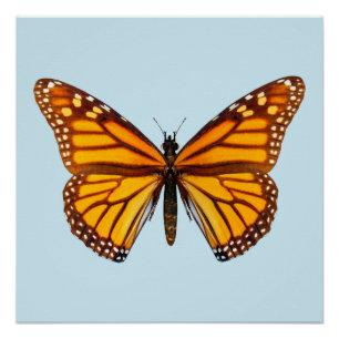 Póster Mariposa Monarca