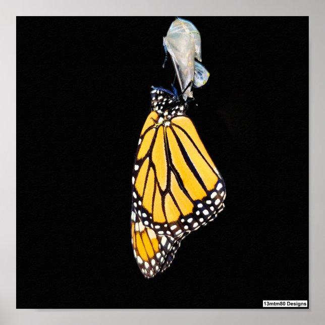 Póster Mariposa monarca 2022 - Poster (Frente)