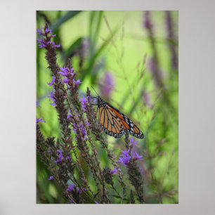 Póster Mariposa monarca cierra las flores moradas