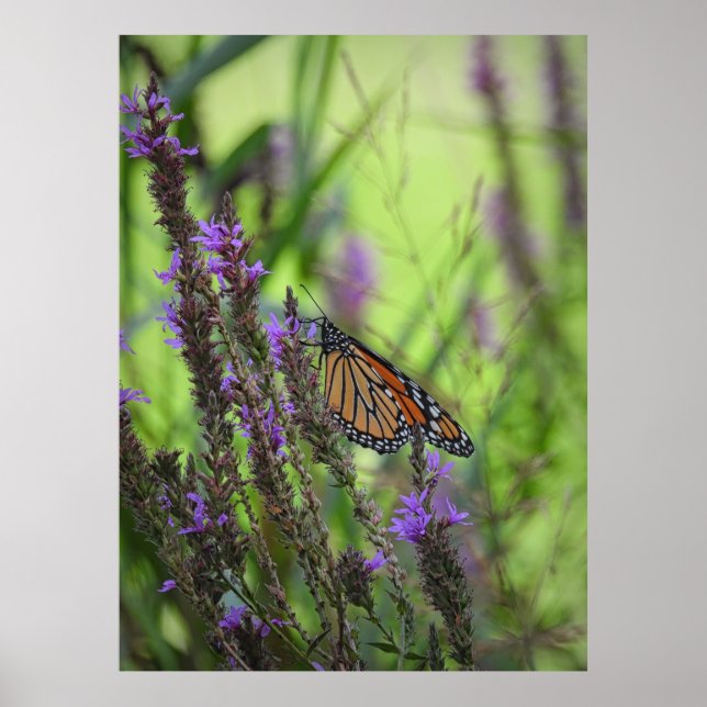 Póster Mariposa monarca cierra las flores moradas (Frente)