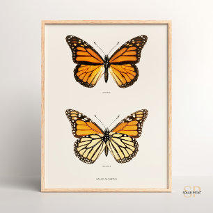 Póster Mariposa Monarca Danais Archippus Sherman Denton