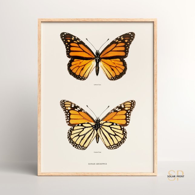 Póster Mariposa Monarca Danais Archippus Sherman Denton (Subido por el creador)