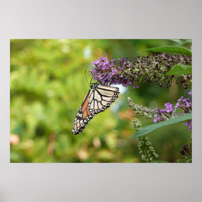 Póster Mariposa Monarca en Arbusto de Mariposas Morado (Frente)