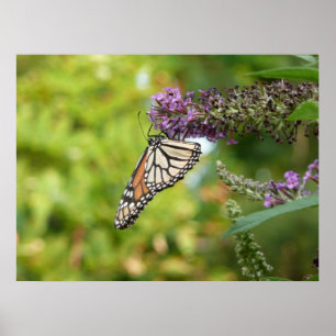 Póster Mariposa Monarca en Arbusto de Mariposas Morado