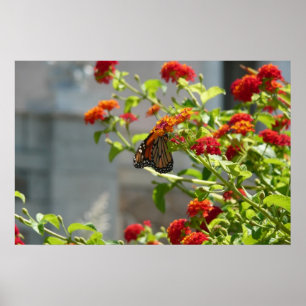 Póster Mariposa Monarca en Arbusto de Mariposas Rojo
