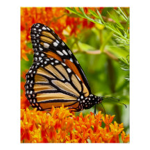 Mariposa monarca en buddleja