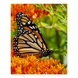Póster Mariposa monarca en buddleja
