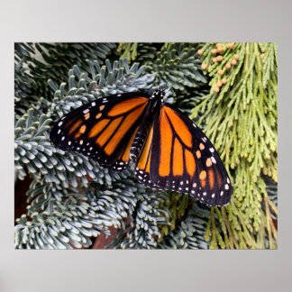 Póster Mariposa monarca en evergreens