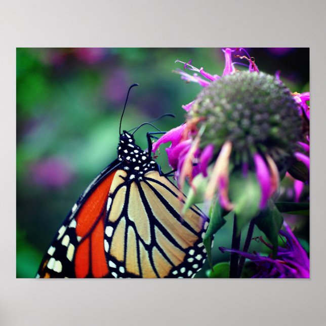 Póster Mariposa monarca en flor de cierre (Frente)