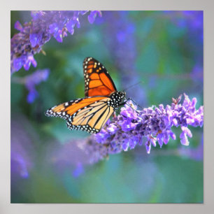 Póster Mariposa monarca en flor de lila púrpura