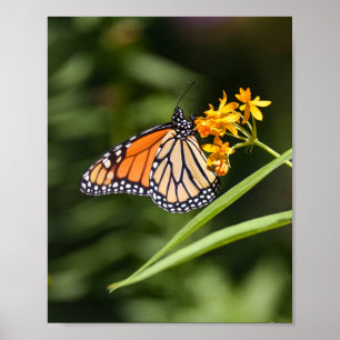 Póster Mariposa monarca en flores tropicales de hierba de