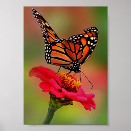 Póster Mariposa monarca en la brillante zinnia rosa