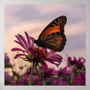 Póster Mariposa monarca en la flor