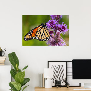 Póster Mariposa Monarca en Liatris