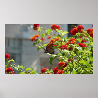 Póster Mariposa monarca en mariposa roja Bush