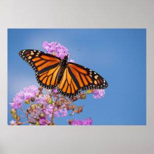 Póster Mariposa monarca en Myrtle de Violación