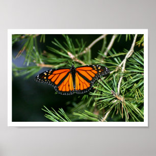 Póster Mariposa monarca en pino