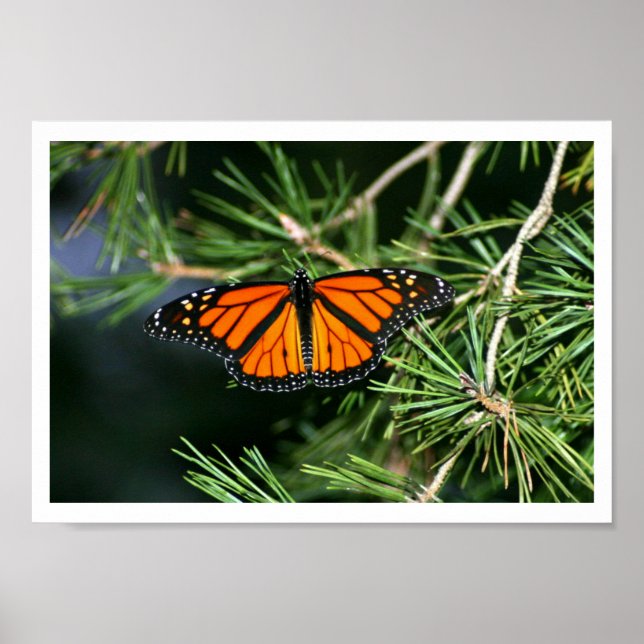 Póster Mariposa monarca en pino (Frente)
