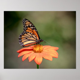 Póster Mariposa monarca en una flor naranja