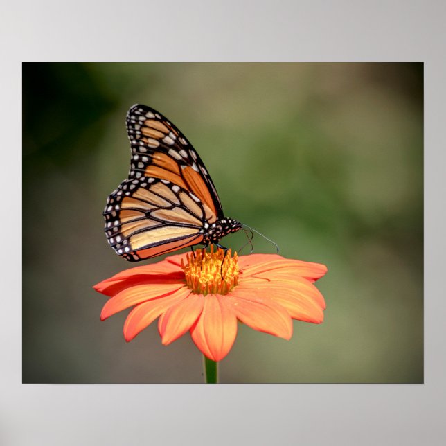 Póster Mariposa monarca en una flor naranja (Frente)