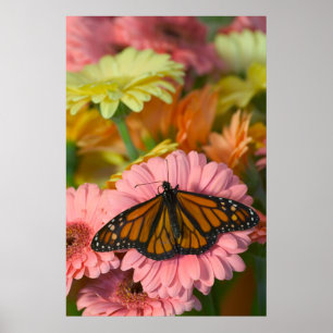Póster Mariposa monarca en una Gerbera  Danaus Plexippus