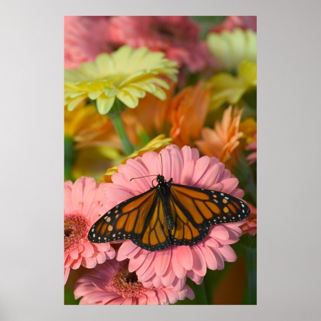 Póster Mariposa monarca en una Gerbera| Danaus Plexippus (Frente)