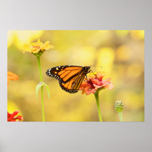Póster Mariposa monarca en Zambia