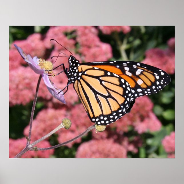 Póster Mariposa monarca I Poster (Frente)