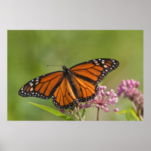 Póster Mariposa monarca macho en Swamp Milkweed