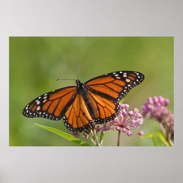 Póster Mariposa monarca macho en Swamp Milkweed (Frente)