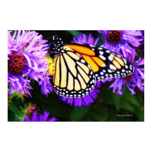 Mariposa monarca, Poster aster