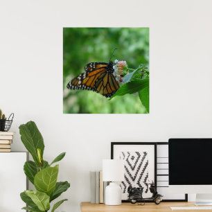 Póster Mariposa Monarca Revoloteando sobre Flor