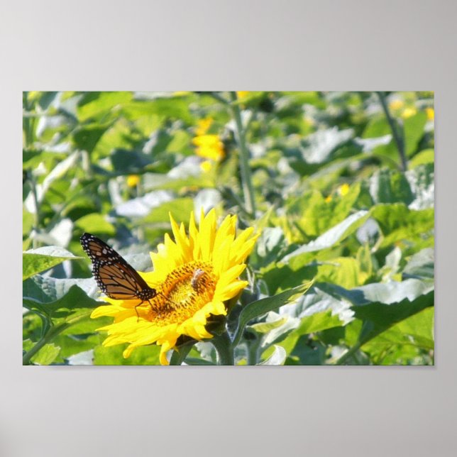 Póster Mariposa monarca sobre el poster de los girasoles (Frente)